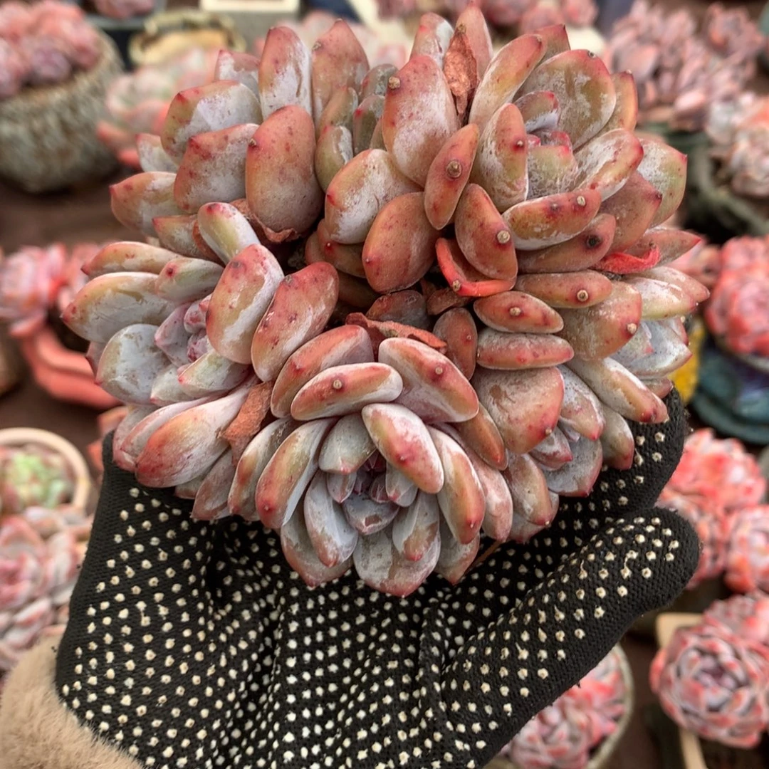 石榴籽冰玉哈哈哈哈哈哈哈哈