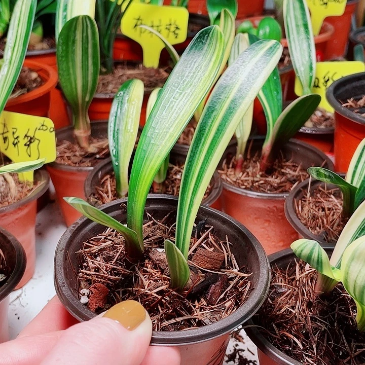 当前无花栽培后可以开花