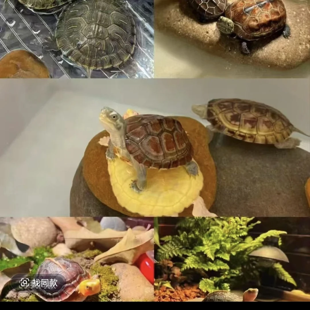 零食小乌龟零食干鱼干虾咨询定金