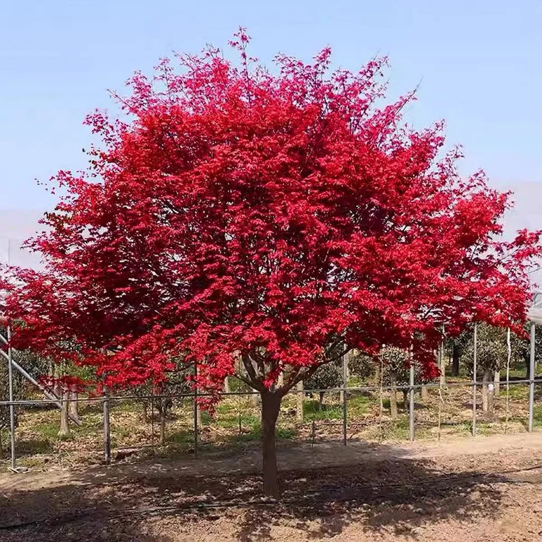 日本红枫盆栽树苗红舞姬盆景老桩美国红枫庭院别墅绿化耐寒花