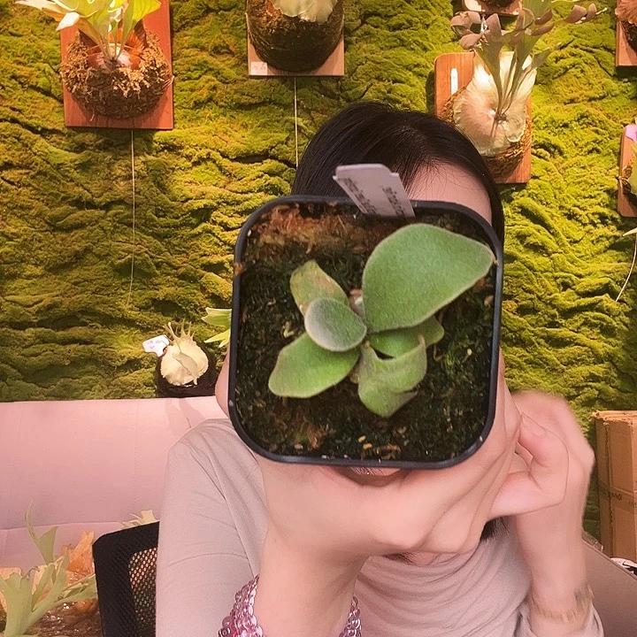 不开花植物stem ar 蓝皇后