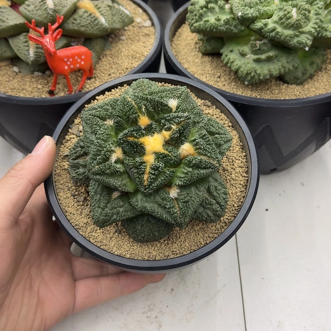 自根龟甲，暂未开根