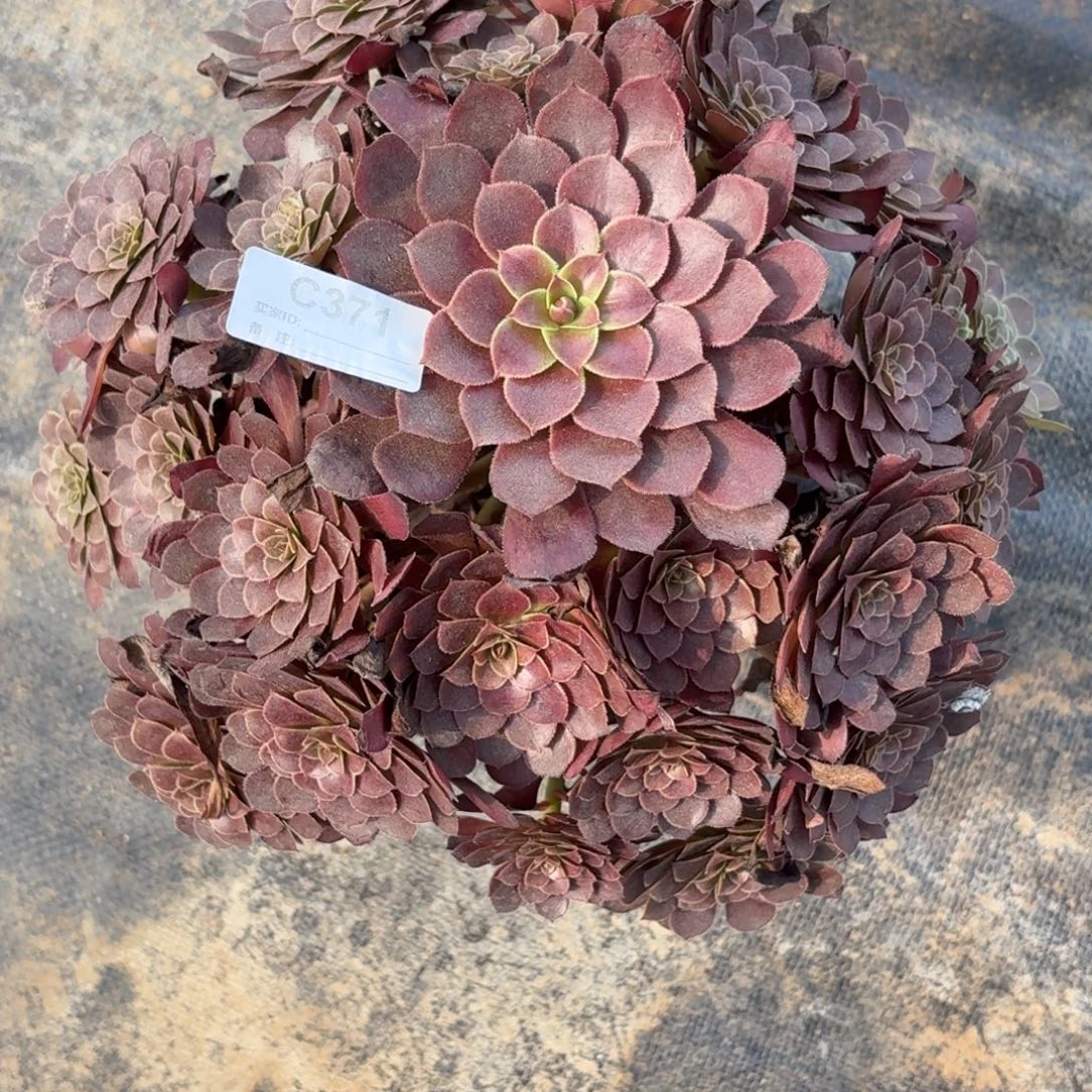 仙***理371黑铜鼓多肉植物