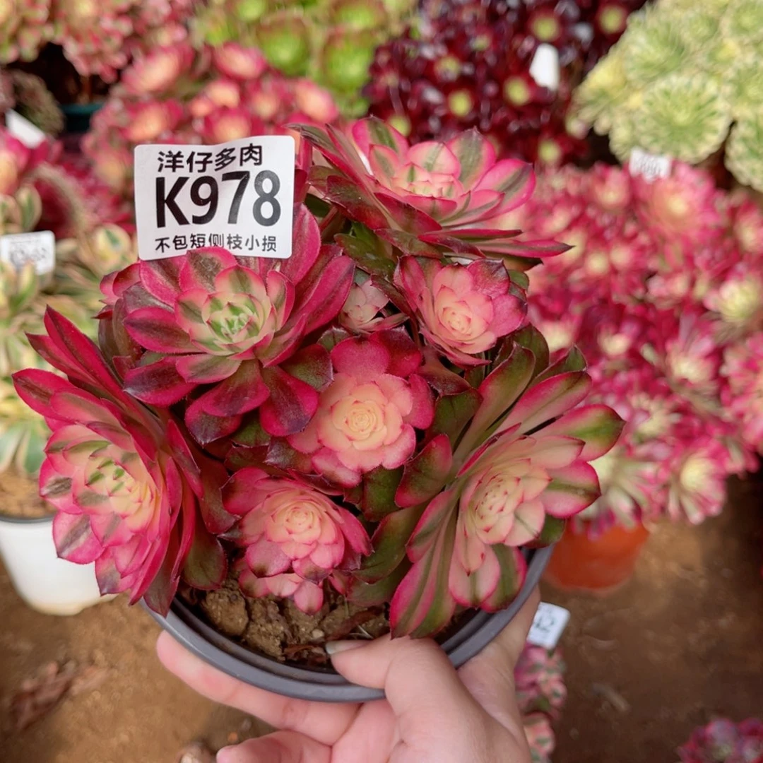 978荔枝 冠幅16左右