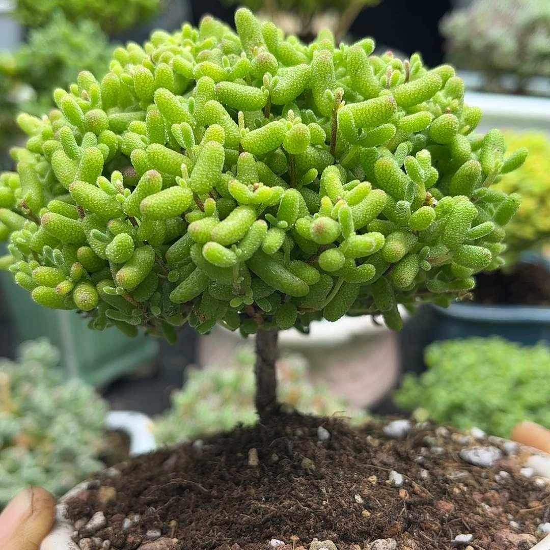 24金桔带盆优选枝干