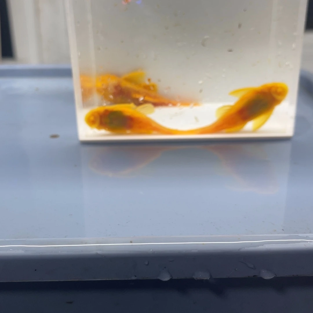 清道夫鱼胡子一公俩母开箱视频报损
