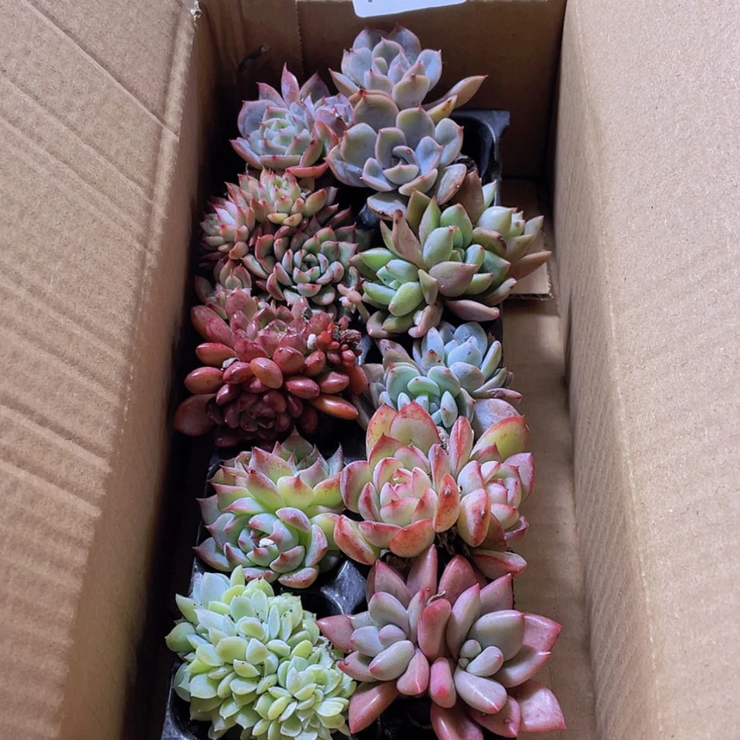 【闪购商品】10颗-2