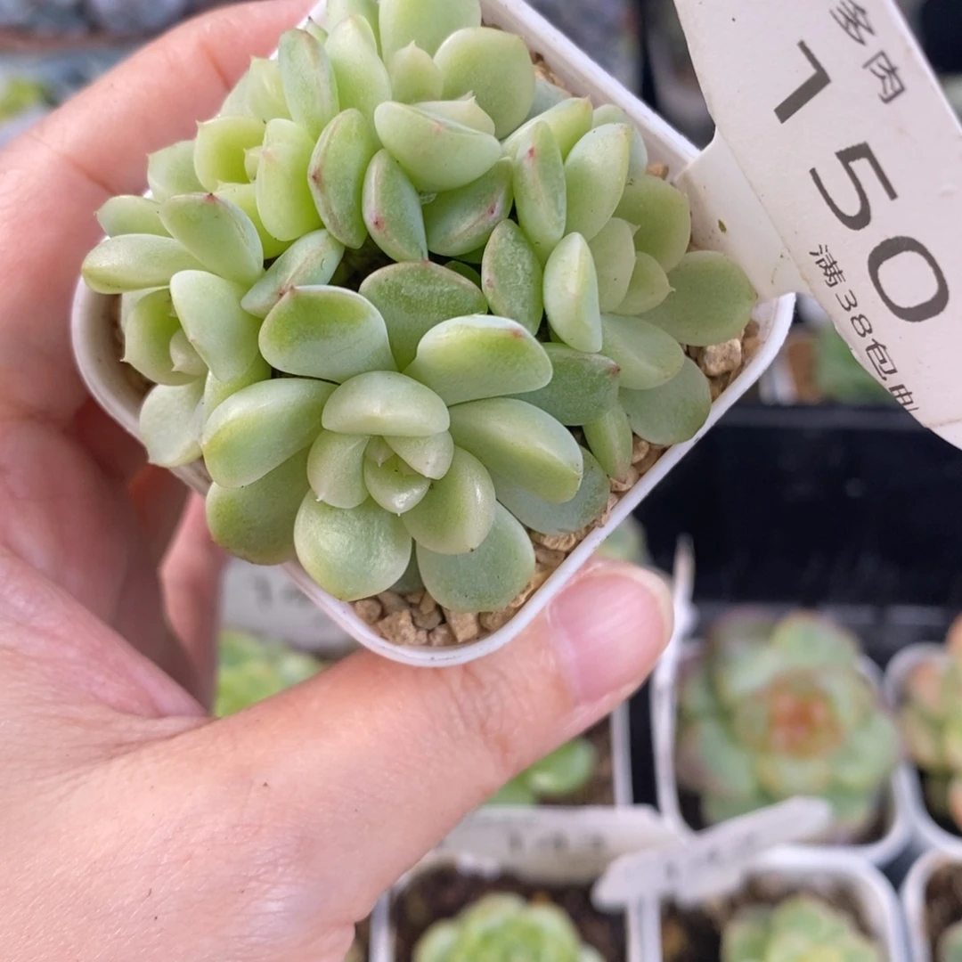 纸鸢甜心五头群150号