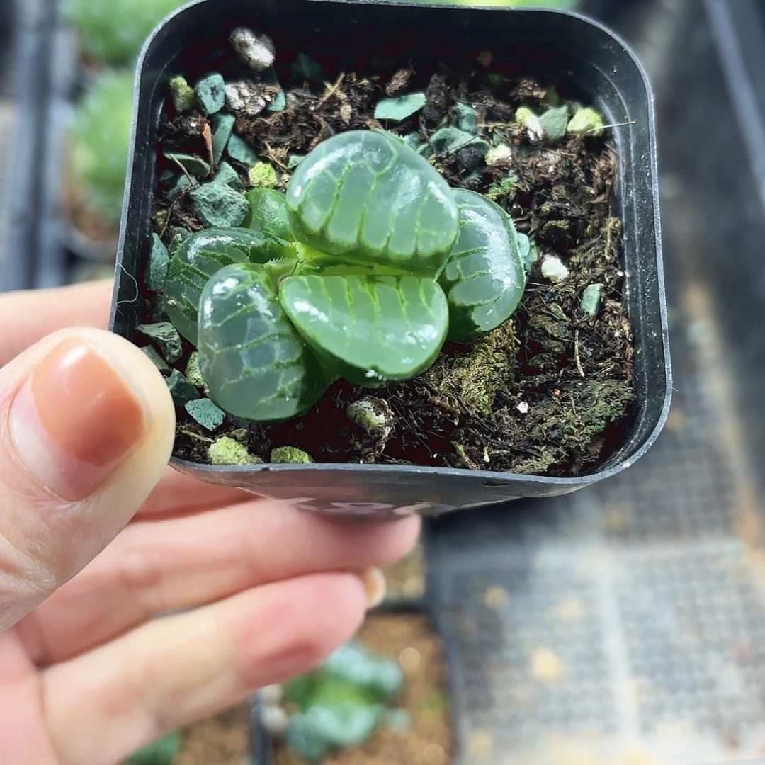 水晶葡萄克多肉植物