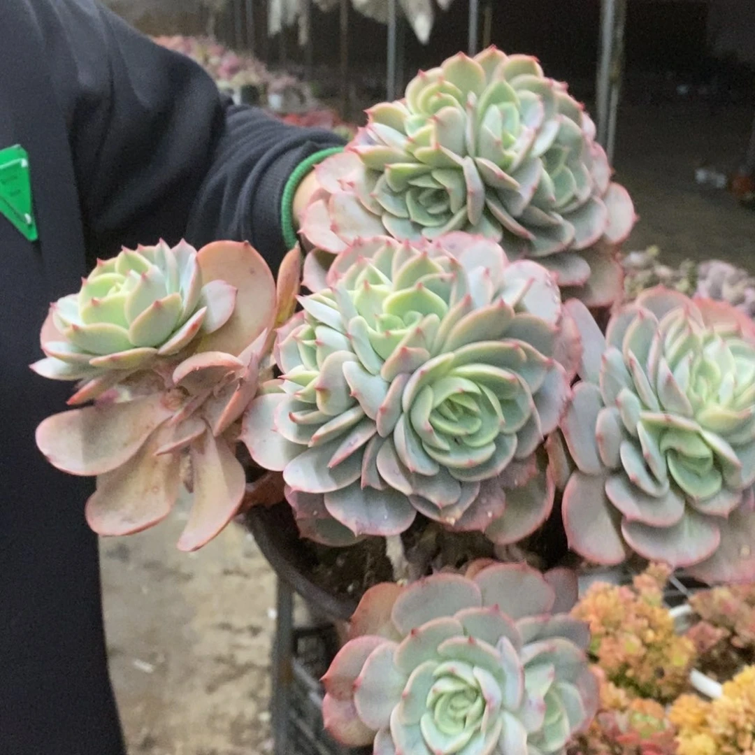 白雪公主五大头起发