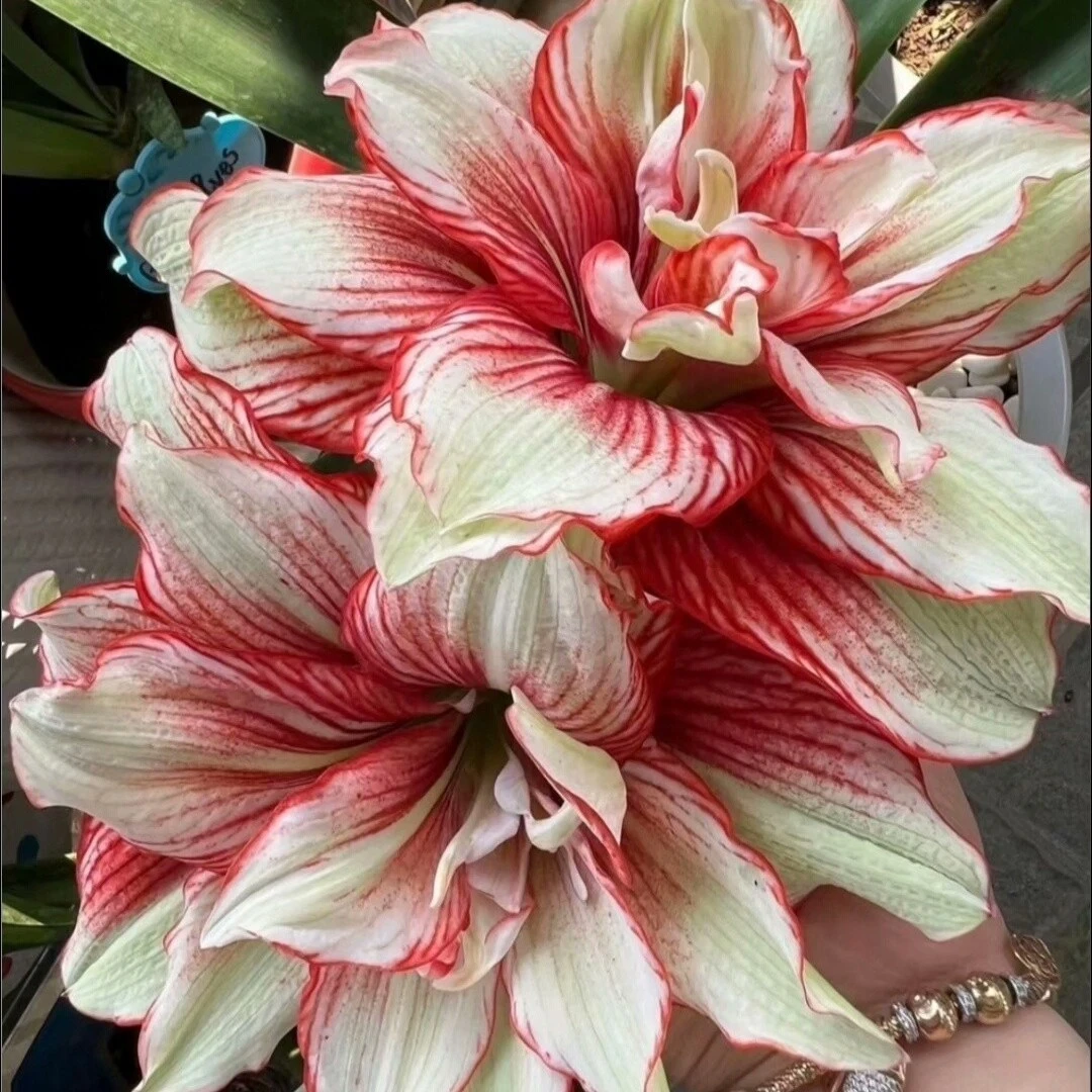 【魅影重重】★台朱重瓣朱顶红种球室内外盆栽阳台花卉