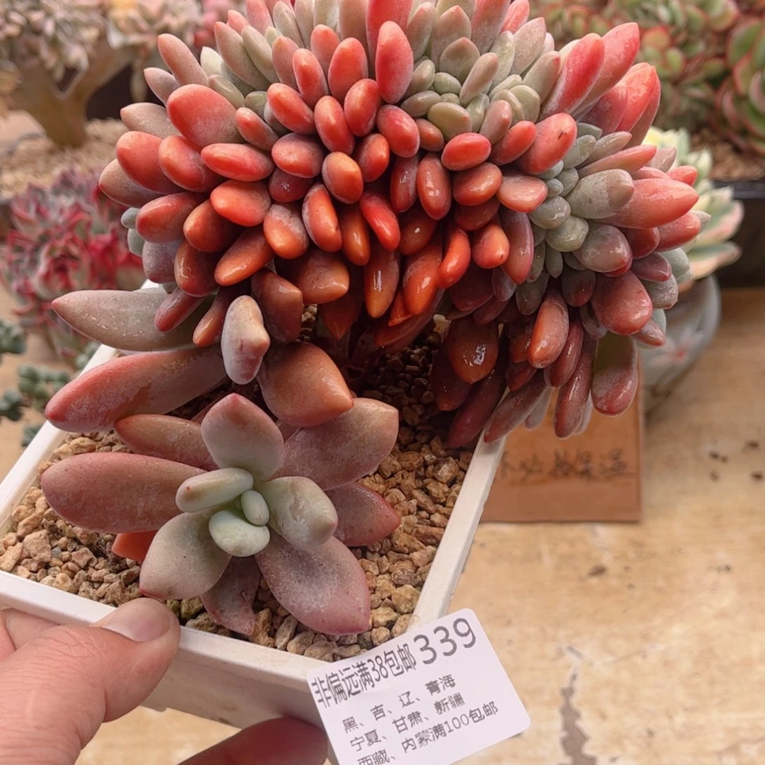 339粉兔缀德华多肉