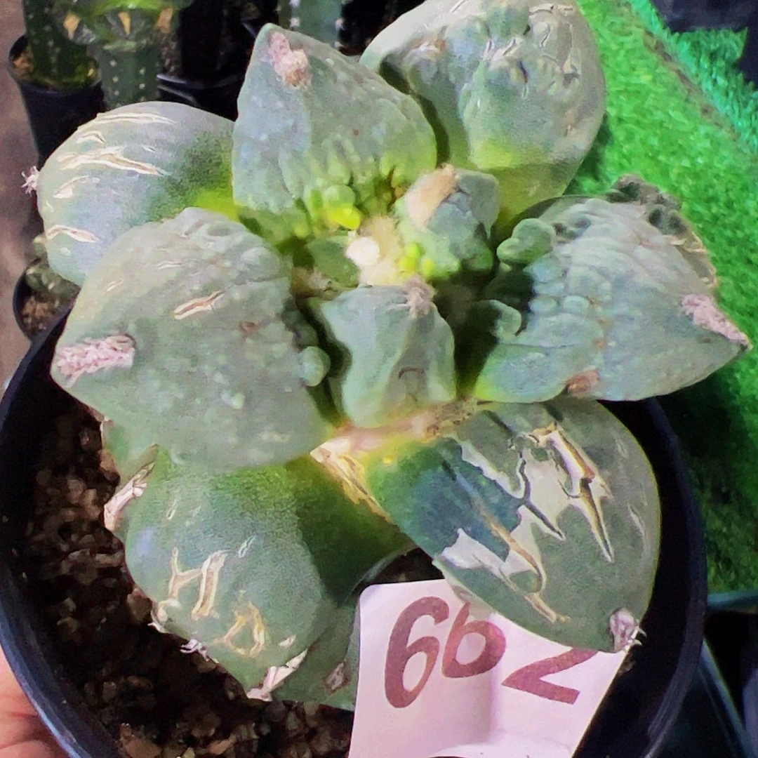 无花朵大尤怒涛牡丹662