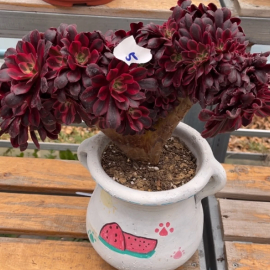 【闪购商品】5美杜莎多肉法师