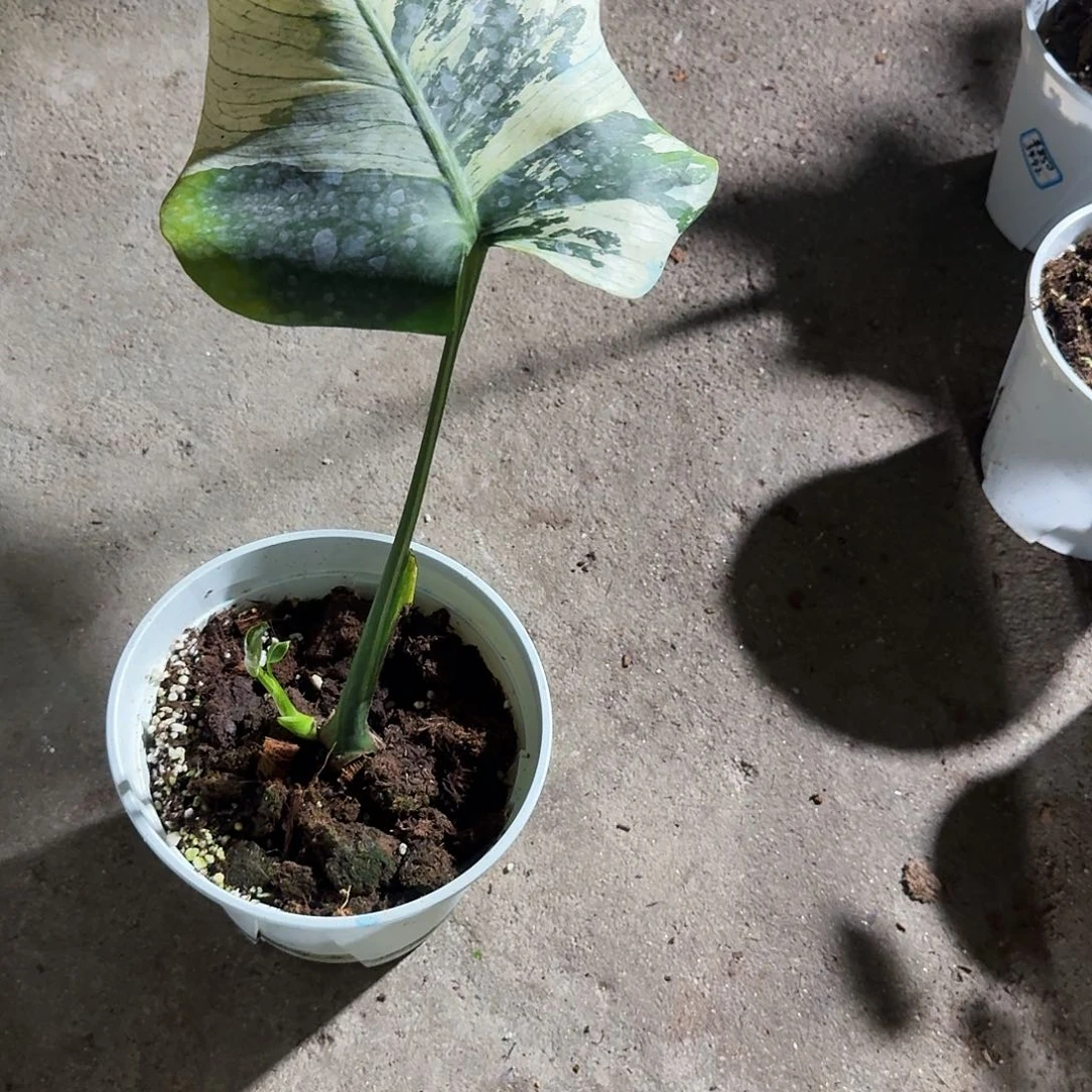 全部花朵用****8龟背竹植物一物一拍