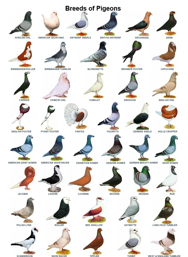 图片是直播链接实物以直播间为准