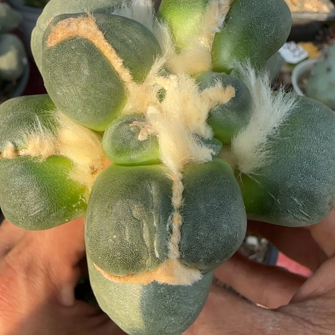 无花朵大型圆叶达摩蛋尤227