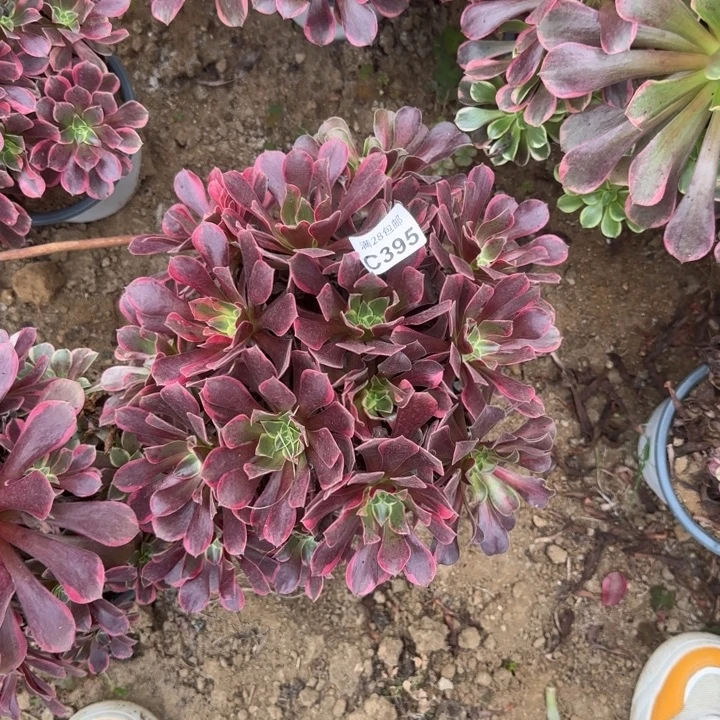 395 多肉植物不包断枝