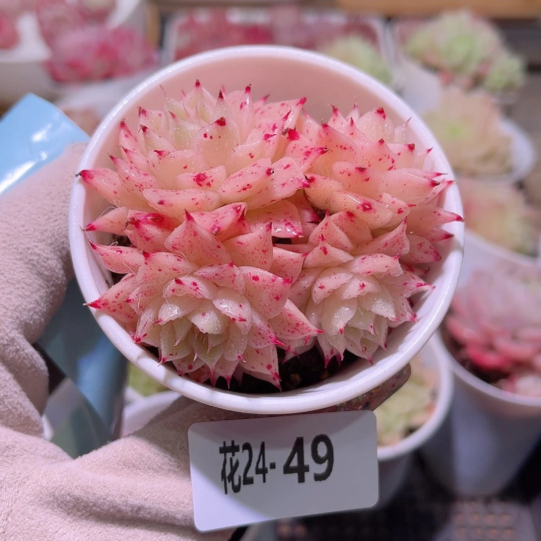 花利美24-49麦秆群