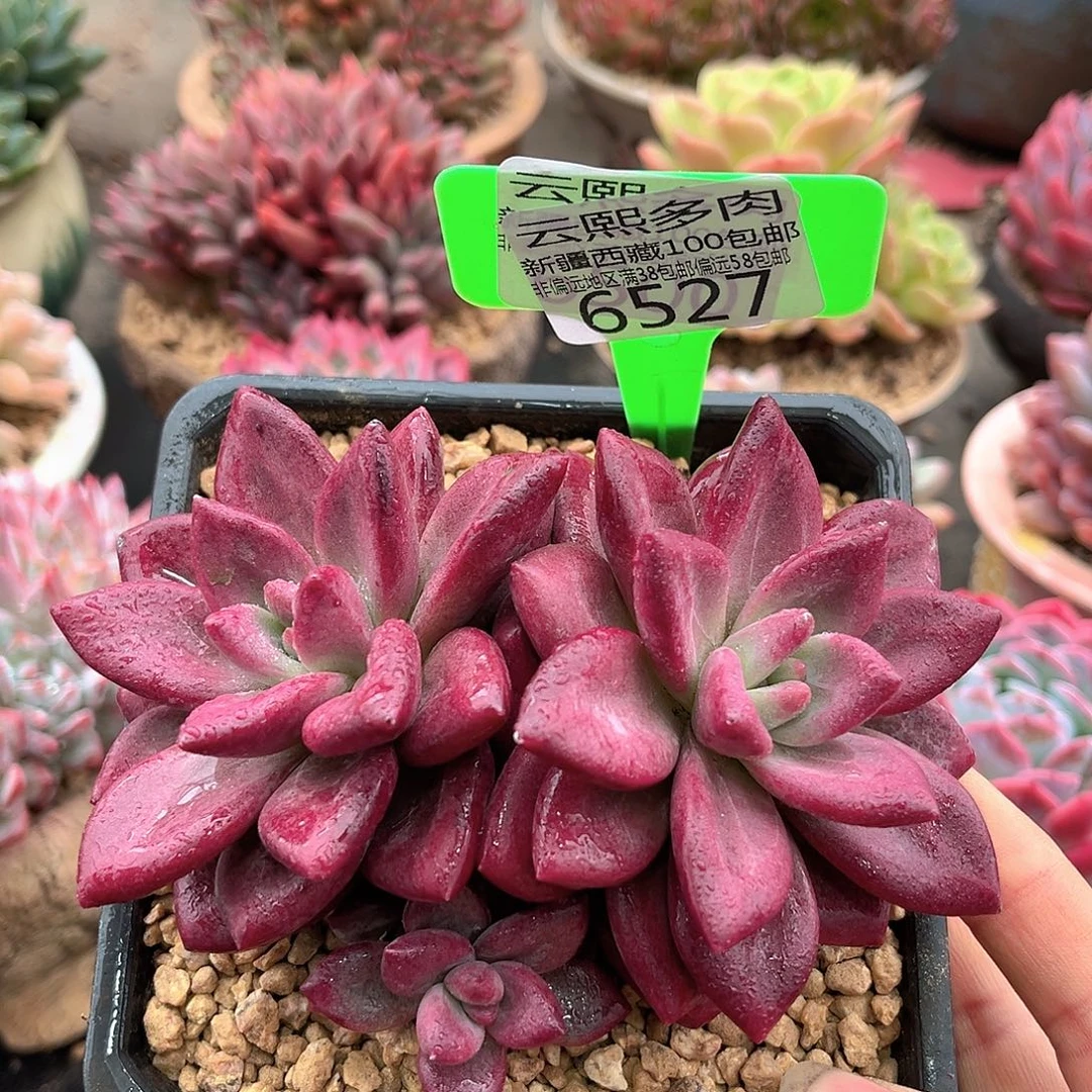 6527赫菲斯托。