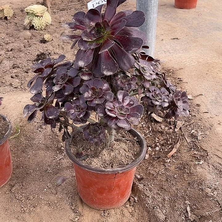 606黑圆叶多肉植物