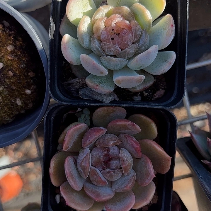 静***开红恋➕白恋多肉植物