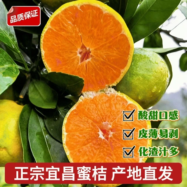 宜昌蜜橘青皮水果当季新鲜清甜多汁皮薄肉厚老少皆宜
