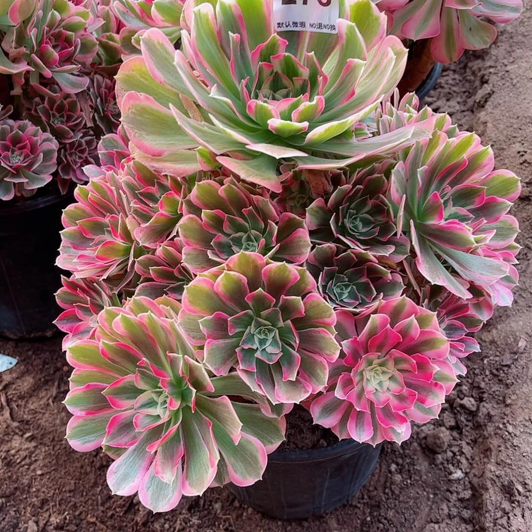 无花朵樱多肉植物276