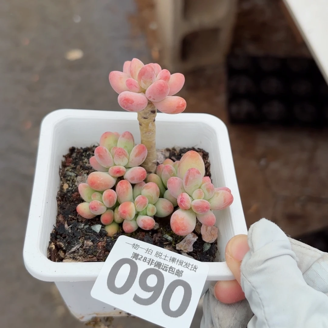 樱花奶老桩无盆土发货