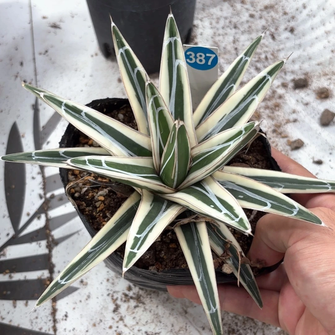 387龙舌兰冰山脱土发货