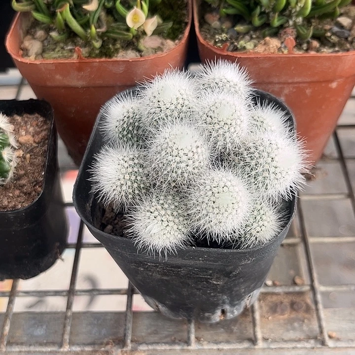 圆***子我也不知道我为什么要这样