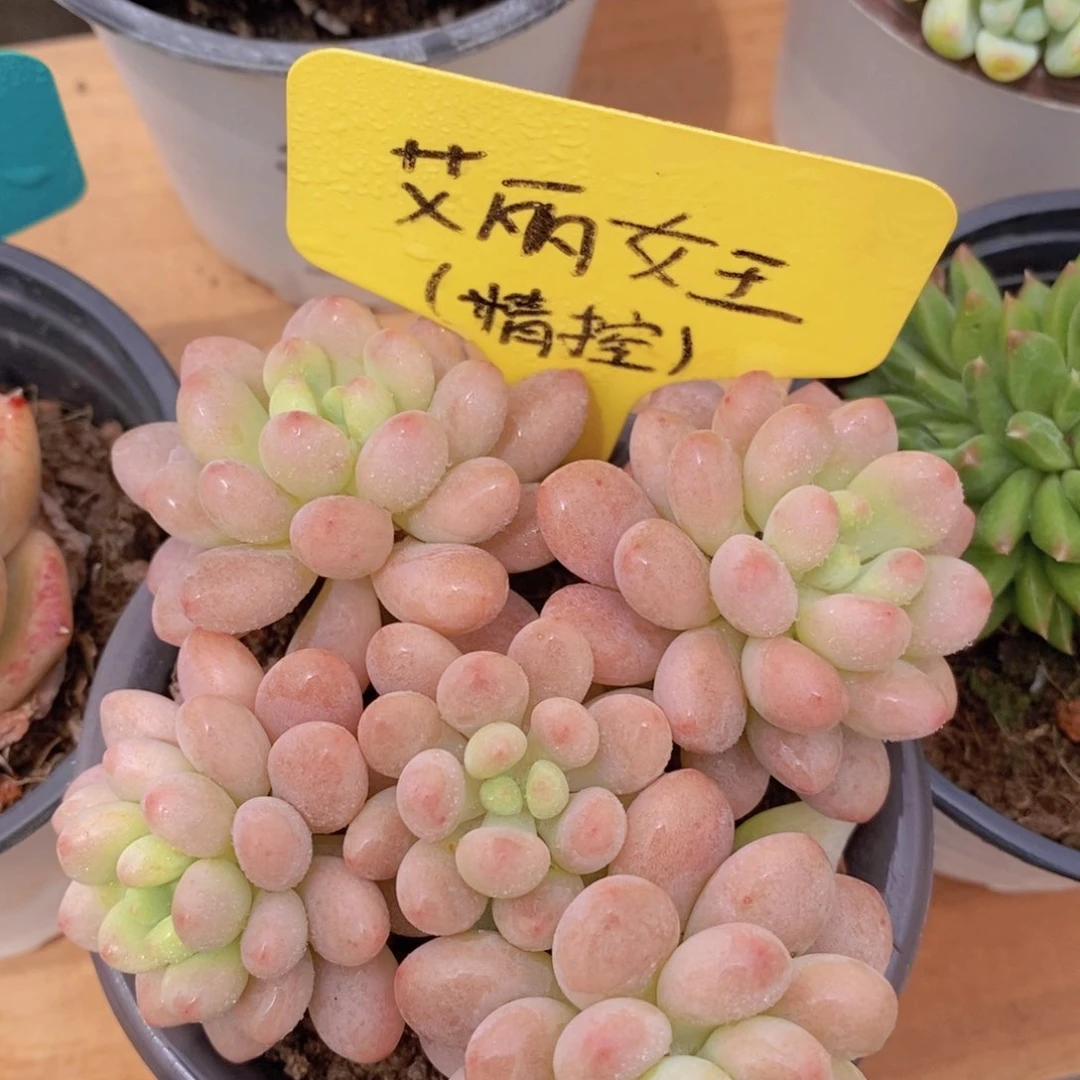 多肉植物，一物一拍，3单包邮