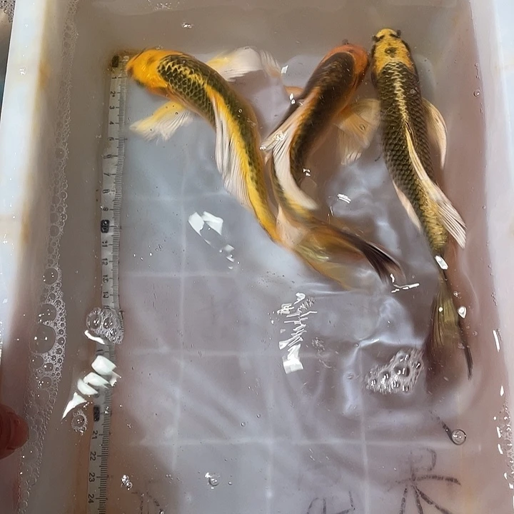 蝴蝶鲤鱼渔场直发125