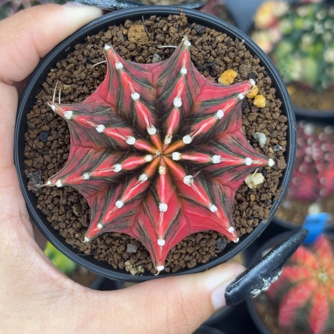 泰系肋骨锦 带盆土发货