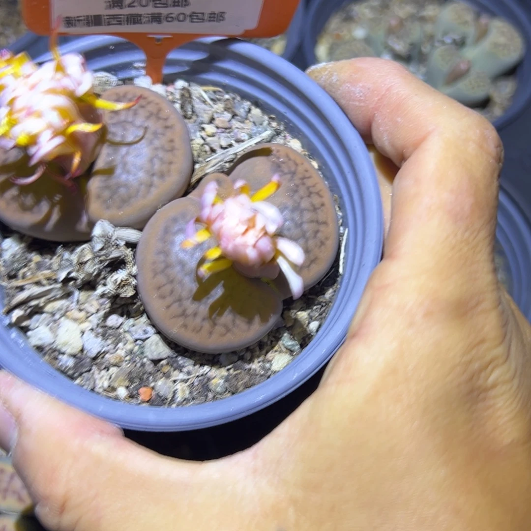 ****头523 一物一拍，默认有伤，介意勿拍，不退不换