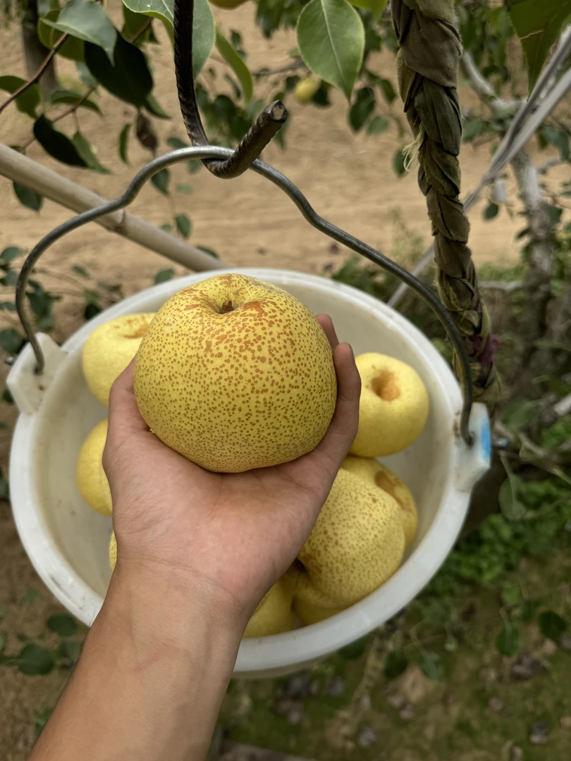 正宗宁陵酥梨酥梨脆甜多汁新鲜水果老树梨子玉露包邮宁陵梨