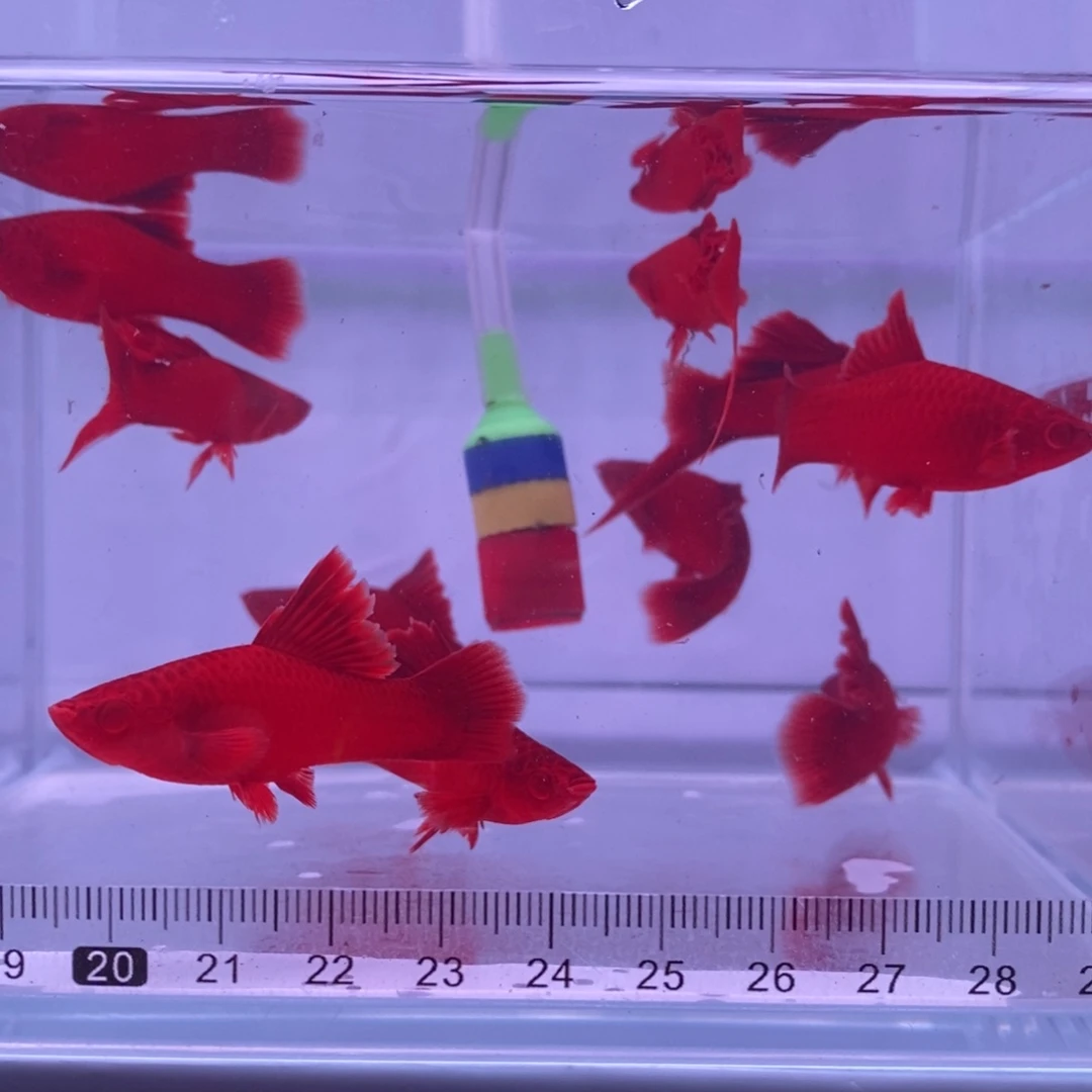 红剑鱼高鳍红剑亚成4公6母