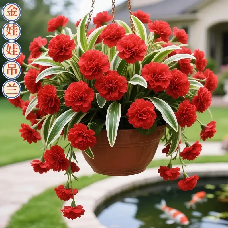 香水吊兰四季开花金娃娃大花金边苗型好养耐寒热花卉绿植盆栽花苗