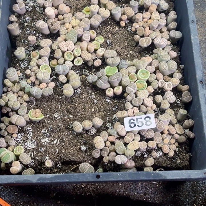 658 带盆生石花一物一图如图