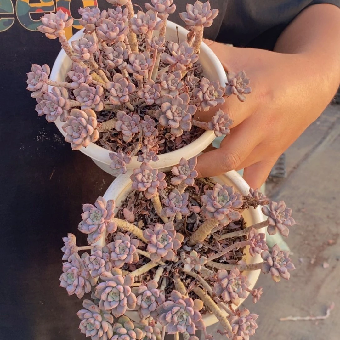 粉布偶整桩整群老桩两盆