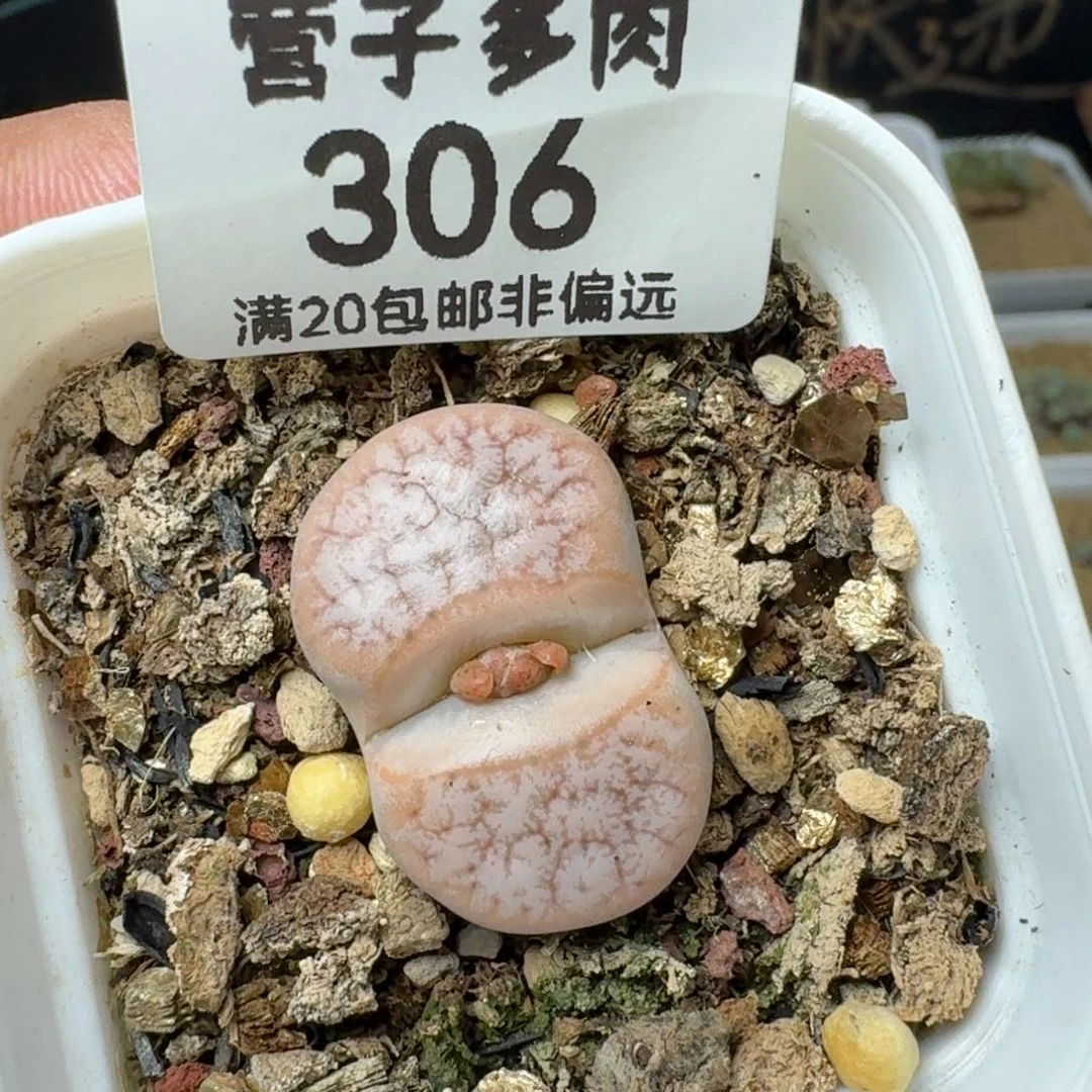 拿铁 309A带盆土