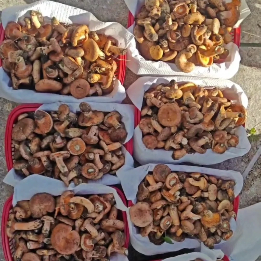 新鲜采摘高山野生菌乌枞菌黄枞菌重阳菌三九菇毛草菇寒菌顺丰包邮