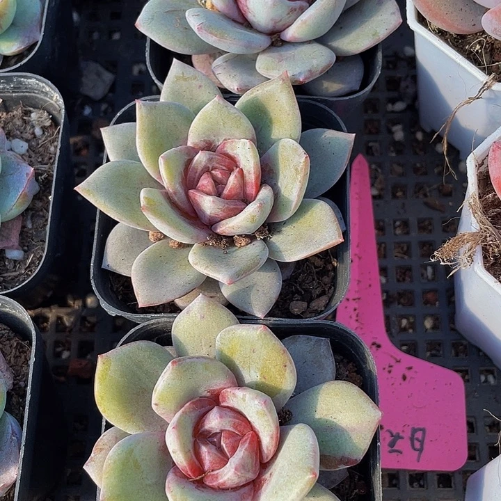 德国香槟带盆土发