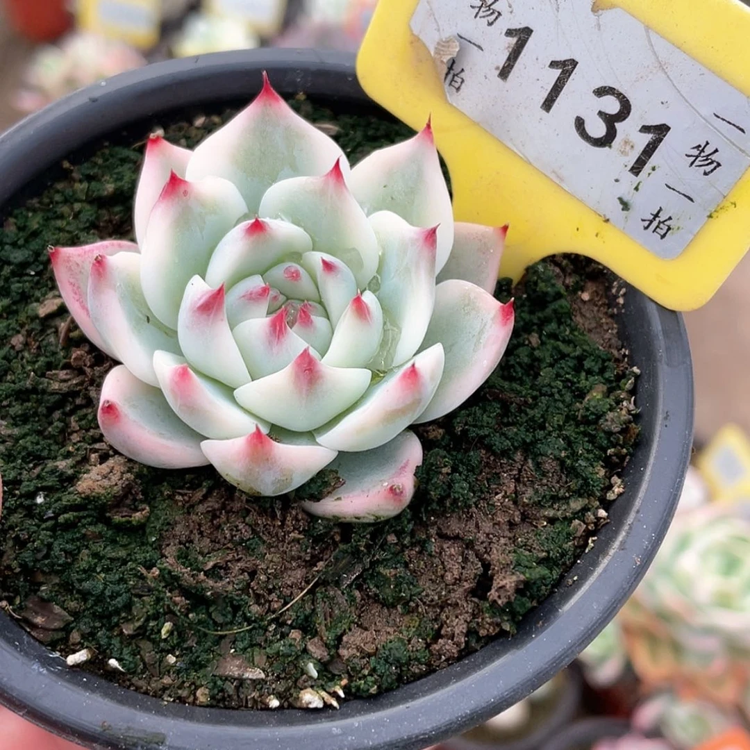【闪购商品】1131号