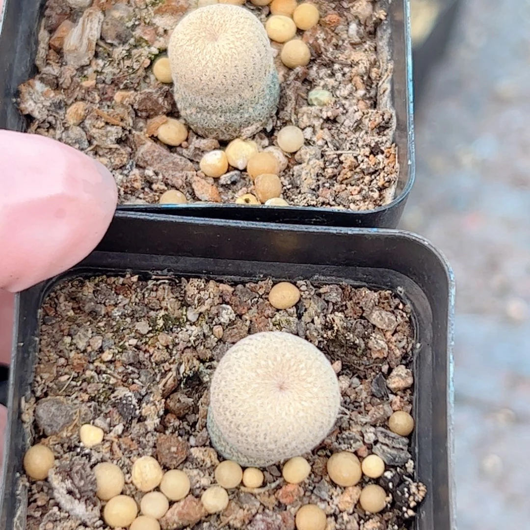 辣***?实生 小人帽仙人球2颗