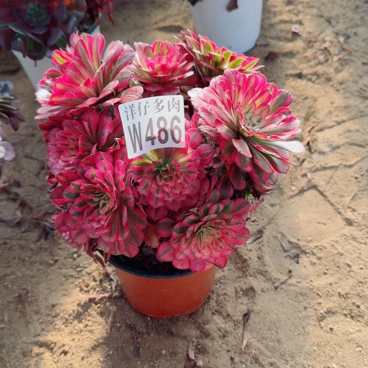 486鸿通白官服20左右2