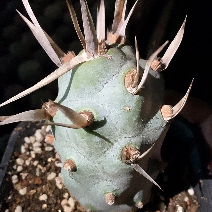 孤品自根巨型武藏野团扇福利6.6cm