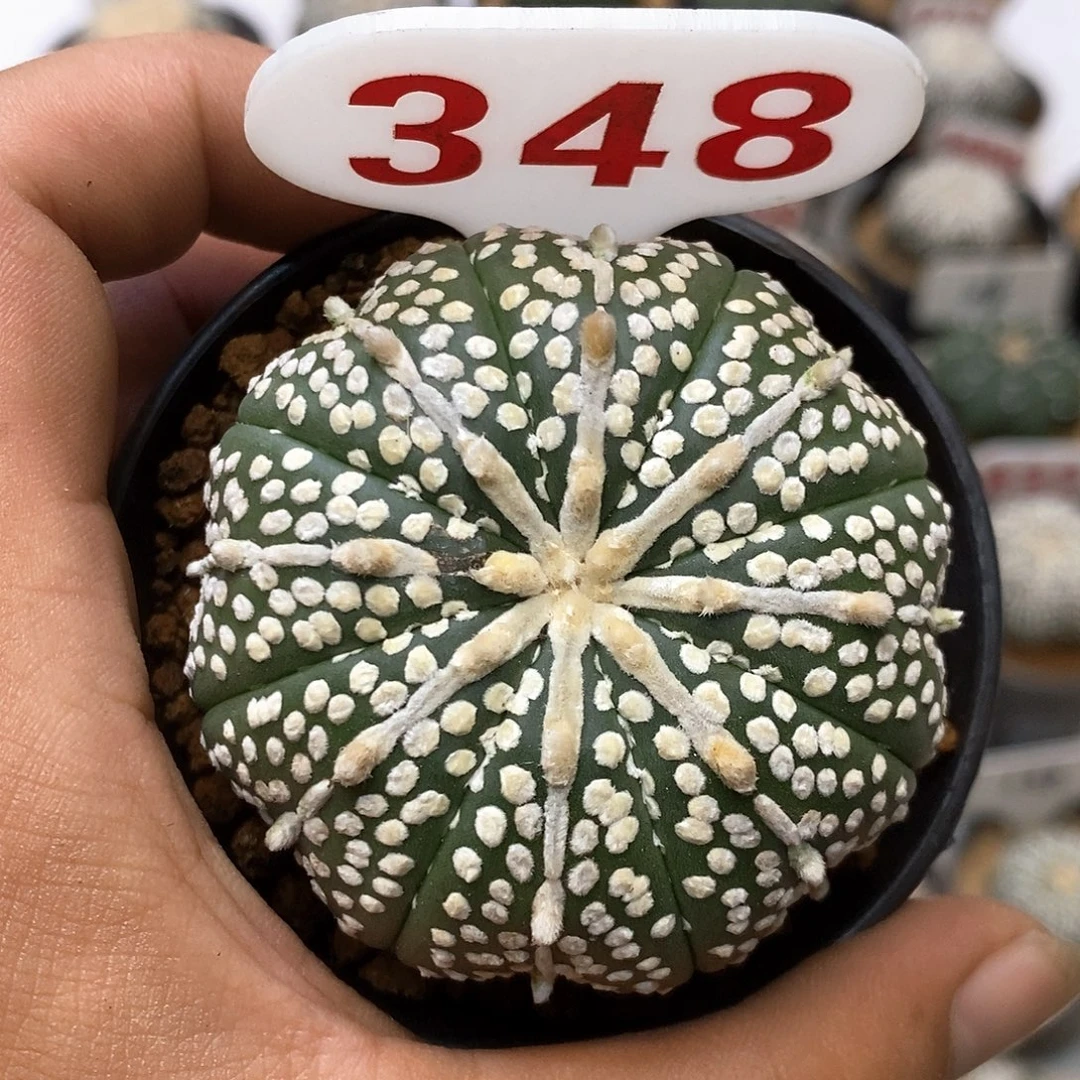 348奇迹粗连线特价处理