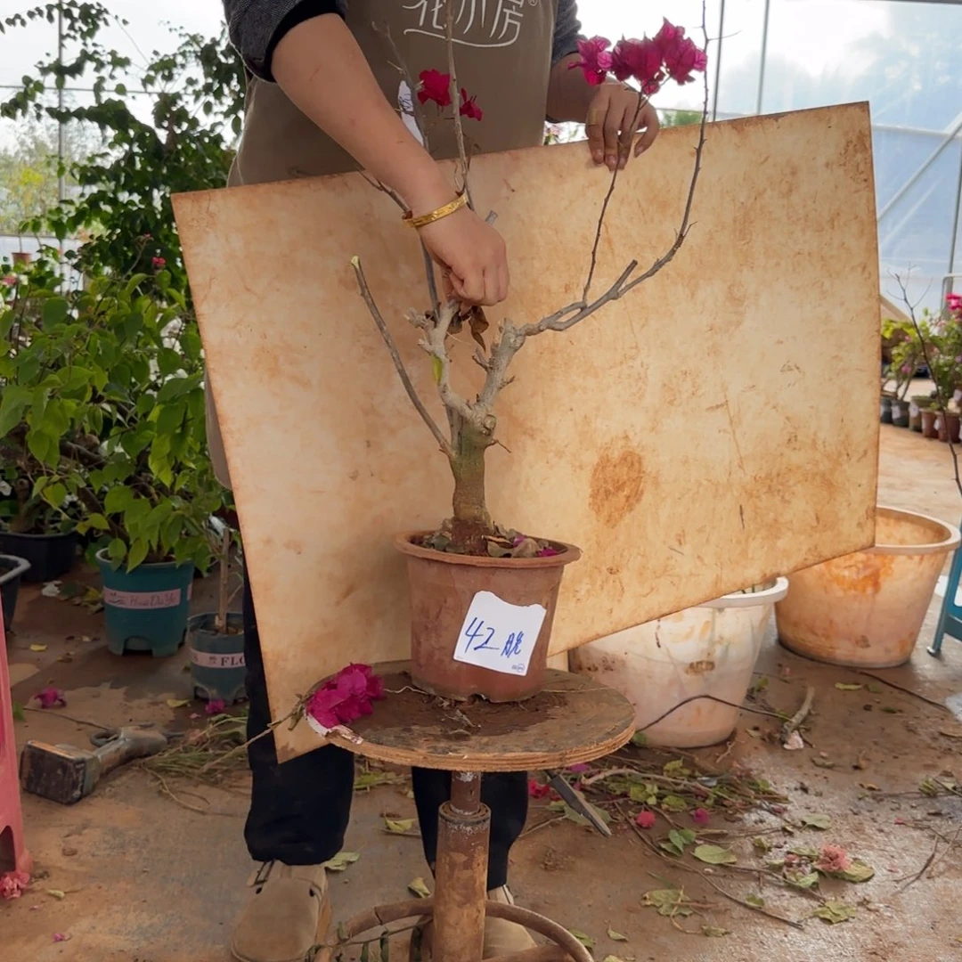大部分花苞少量开放甜心 42脱