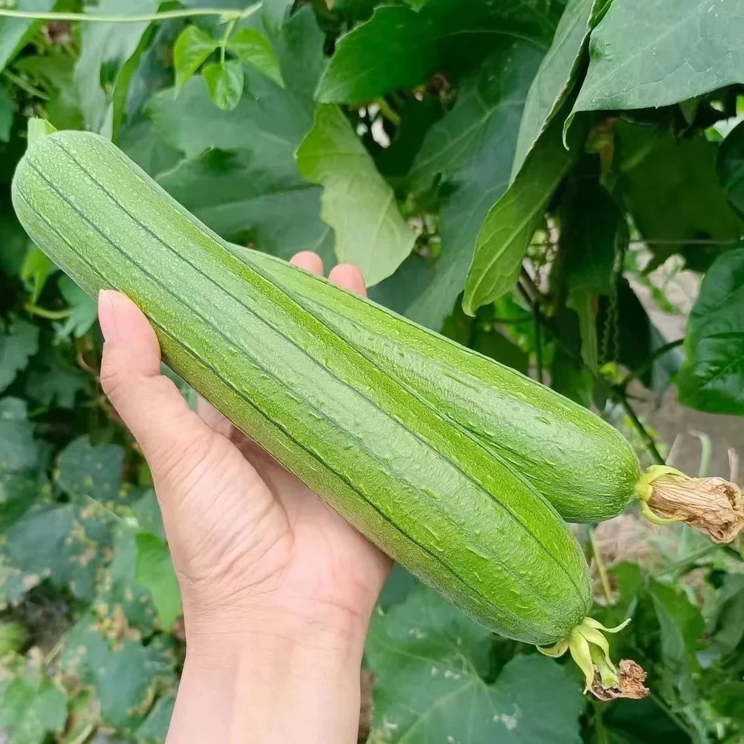 首都饮用水源地现摘丝瓜二斤